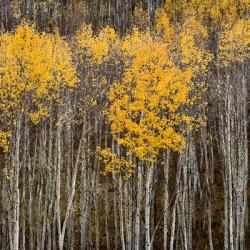 Aspen Trees 2 | Obraz na stenu