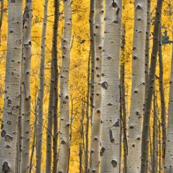 Aspen Trees 3 | Obraz na stenu