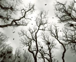 Crow Rookery | Obraz na stenu