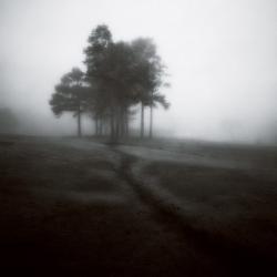 Fog Tree Study 1 | Obraz na stenu