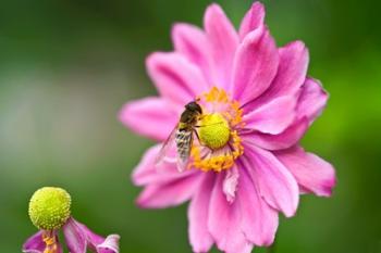 Purple Pollinate | Obraz na stenu