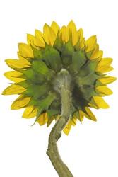 Sunflower | Obraz na stenu