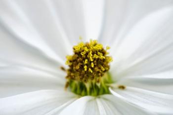 Tight White | Obraz na stenu