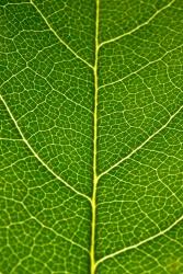 Green Leaf A | Obraz na stenu