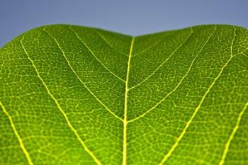 Green Leaf B | Obraz na stenu