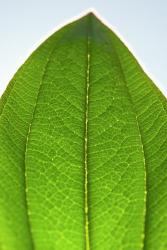 Green Leaf D | Obraz na stenu