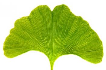 Green Leaf E | Obraz na stenu