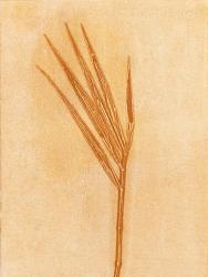 Bamboo A | Obraz na stenu