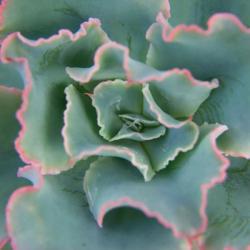 Lettuce Leaf Succulent | Obraz na stenu