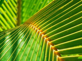 Palm Frond | Obraz na stenu