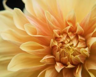 Peach Dahlia One | Obraz na stenu