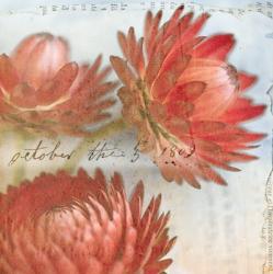 Red Strawflower 1 | Obraz na stenu