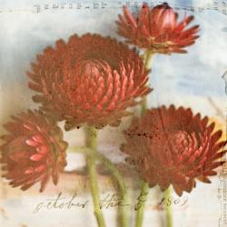 Red Strawflower 2 | Obraz na stenu