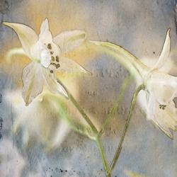 White Flower 1 | Obraz na stenu