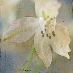 White Flower 2 | Obraz na stenu