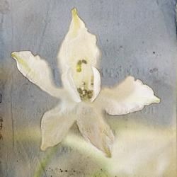 White Flower 3 | Obraz na stenu
