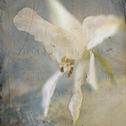 White Flower 4 | Obraz na stenu