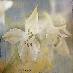 White Flower 5 | Obraz na stenu