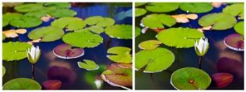 Waterlilies | Obraz na stenu