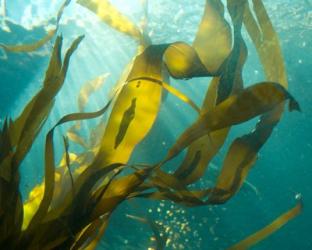 Sea Kelp 2 | Obraz na stenu