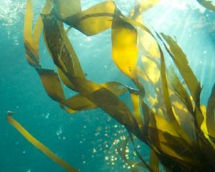 Sea Kelp 3 | Obraz na stenu