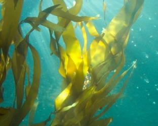 Sea Kelp 4 | Obraz na stenu