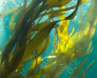 Sea Kelp 5 | Obraz na stenu