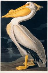Birds of N America 2, JJ Audubon | Obraz na stenu