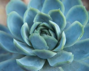 Blue Succulent | Obraz na stenu