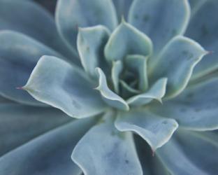 Sweet Succulent | Obraz na stenu