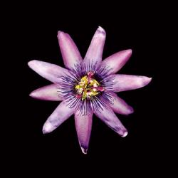 Passion Flower | Obraz na stenu