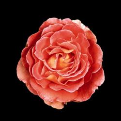 Rose | Obraz na stenu