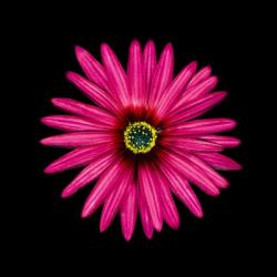 Pink Daisy | Obraz na stenu