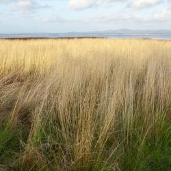 Willapa Bay 1 | Obraz na stenu