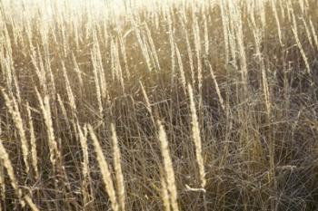 Beach Grass 1 | Obraz na stenu