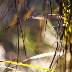 Grass Study 3 | Obraz na stenu