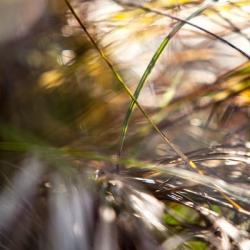 Grass Study 4 | Obraz na stenu