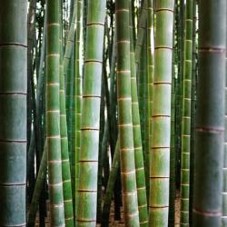 Bamboo 1 | Obraz na stenu