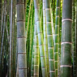 Bamboo 2 | Obraz na stenu