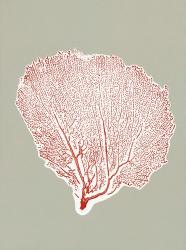 Sea Fan 11 | Obraz na stenu