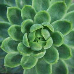 Green Succulent | Obraz na stenu