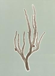 Coral 4 | Obraz na stenu