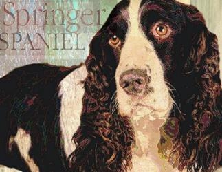 Springer Spaniel | Obraz na stenu