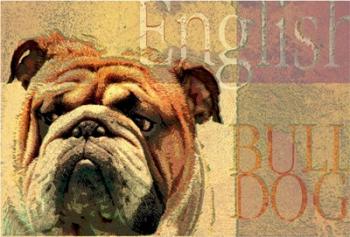 English Bulldog | Obraz na stenu