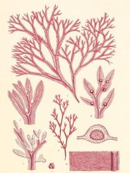 British Seaweed Plate CCXLVII | Obraz na stenu