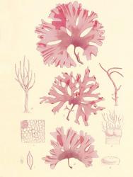 British Seaweed Plate IX | Obraz na stenu