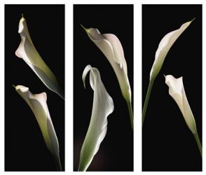 Calla Lilies | Obraz na stenu