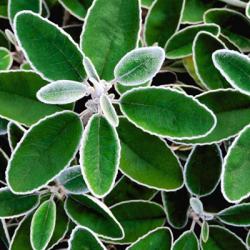 White Edged Shrub | Obraz na stenu