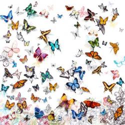 Papillon | Obraz na stenu