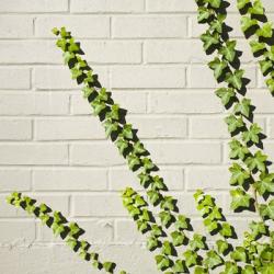 Ivy and Wall | Obraz na stenu